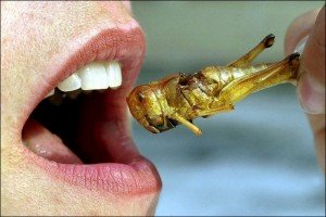 xedible-insects-300x200_jpg_pagespeed_ic_JKRB4t8dxh.jpg