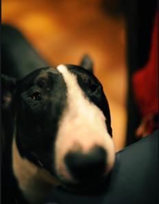 1351595650_ZHgwzPbR_C1A6B8F1_BEF8C0BD.jpg