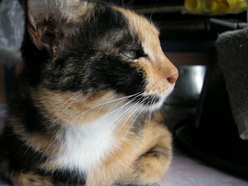 1925996950_0f2fff7e_C5A9B1E2BAAFC8AF_BBE7C1F8%2B213.jpg