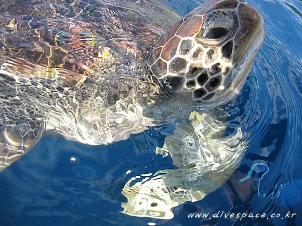 2090729089_7112df4f_similan%2B28829.JPG