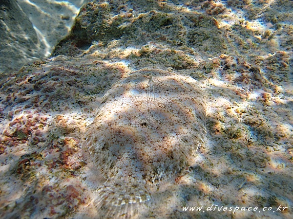 2090729089_9a4ce1be_similan%2B283429.JPG