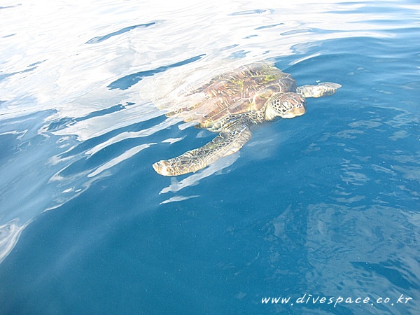 2090729089_a1e19946_similan%2B28629.JPG