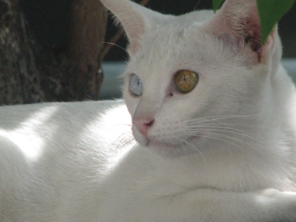 757242530_0a37283e_C5A9B1E2BAAFC8AF_thai%2B584.jpg