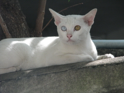757242530_0dce7ddf_C5A9B1E2BAAFC8AF_thai%2B586.jpg