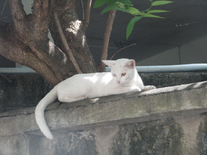 757242530_fec6219e_C5A9B1E2BAAFC8AF_thai%2B585.jpg