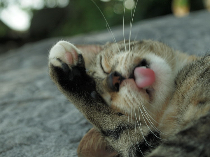 1263221492_cb7b322f_C5A9B1E2BAAFC8AF-cat.jpg