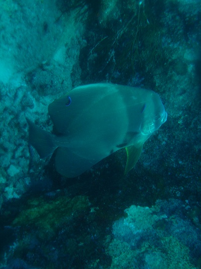 bat_fish.jpg