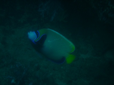 butterfly_fish.jpg