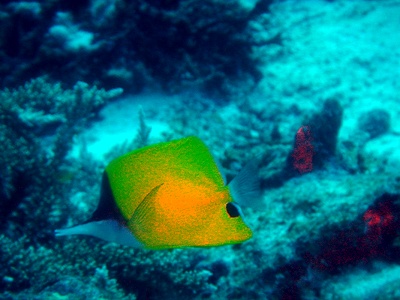 butterfly_fish2.jpg