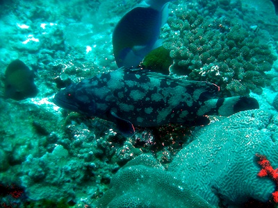 grouper_fish2.jpg