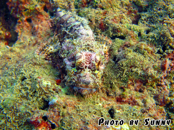 Bearded-Scorpionfish.jpg