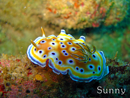 nudi_2.jpg