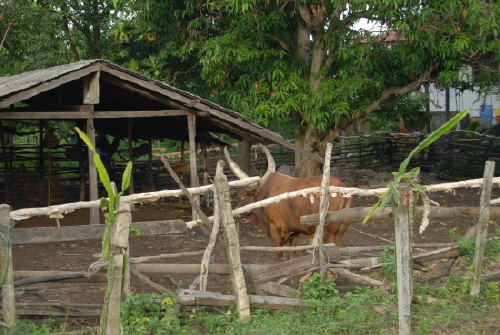 cow.JPG