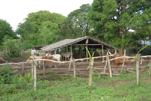 cow01.JPG