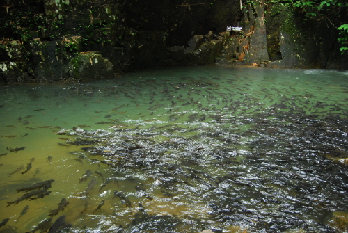 fish186.JPG