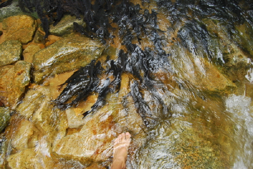 fish7.JPG