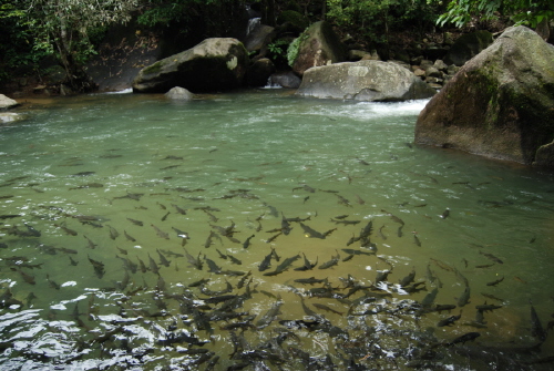 fish71.JPG