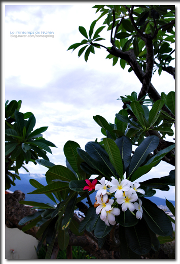 5004chiang4mai4first4day41444plumeria.jpg